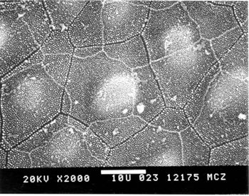 Media type: image; Herpetology R-51690